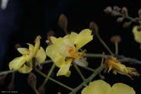 Image result for Acacia goetzei