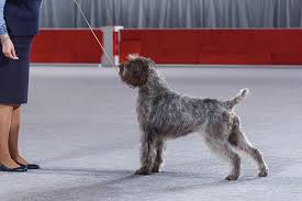 The cheapest offer starts at $ 120. Wirehaired Pointing Griffon Dog Breed Information