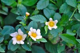 Image result for Sida chrysantha