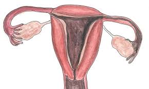 Anatomical drawing. Vagina. Pelvic floor - Stock Image - C019/2069 -  Science Photo Library