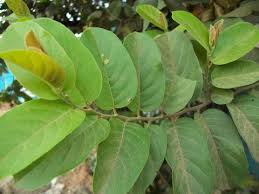 Image result for Antidesma