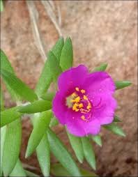 Image result for Corbichonia decumbens