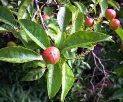 Image result for Dicliptera swynnertonii