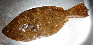 ソゲ 魚
