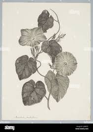 Image result for Ipomoea fulvicaulis