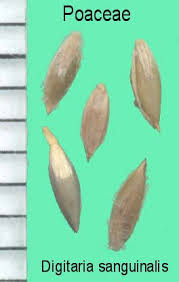 Image result for Digitaria compressa