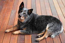 Are You Energetic Enough For An Australian Cattle Dog K9 Web