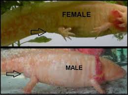 Everything Axolotl A Basic Guide For New Owners Axolotl Axolotl Tank Axolotl Care