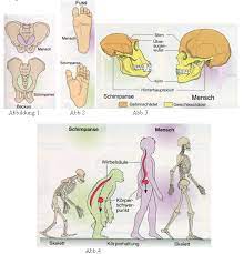 Comparative Anatomy Human Vs Chimpanzee Drawing Tutorial Fantasy Creatures Anatomy
