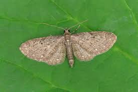 Image result for Eupithecia tripunctaria