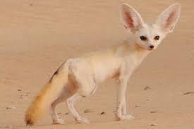 Chihuahuan Desert Animals List Pets Lovers