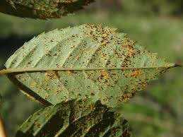 Or, de nombreuses maladies impliquent une inflammation plus ou moins locale dans l'organisme (bien qu'on ne sache pas encore si l'inflammation en est l'origine ou la conséquence). Rouille Maladie Des Plantes
