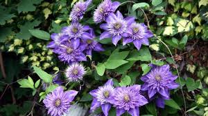 Image result for Clematis costata