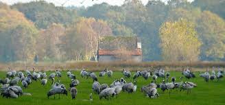 In the centre of the moor is the worpswede artists' colony, made famous by many landscape artists, which is near the sandy hill of the weyerberg. Kraniche Im Teufelsmoor Kulturland Teufelsmoor