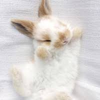 Maybe you would like to learn more about one of these? How Hard Is It To Take Care Of A Bunny Quora