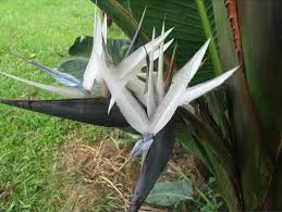 Image result for Strelitzia caudata