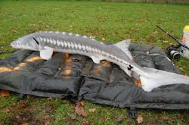 ↑pacific sturgeon, ↑white sturgeon, ↑sacramento sturgeon • hypernyms. Species Hunters Acipenser Transmontanus