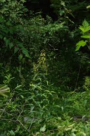 Image result for Lysimachia ruhmeriana
