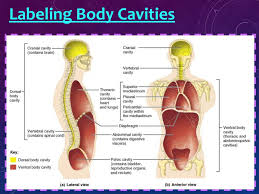 Do Now How Does A Compass Relate To The Body Ppt Download