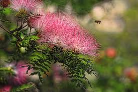 Tree with pink flowers florida. Pink Mimosa Flowers With Honeybee Photograph By Hh Photography Of Florida