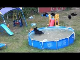 Bear Family In Pool 4 Backyard Pool Parties Family Pool Party Family Pool