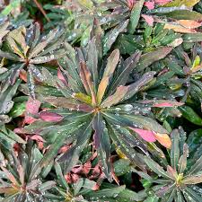 Image result for Euphorbia chevalieri