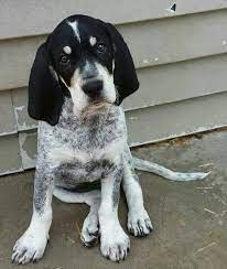 Check spelling or type a new query. 41 Blueticks Ideas In 2021 Bluetick Coonhound Coonhound Dogs