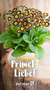 Wunderschone Primeln In 2020 Pflanzen Garten Pflanzen Blumen Pflanzen