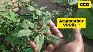Image result for Amaranthus viridis