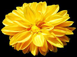 Blue salvia (like this one) means thinking of. Yellow Flowers Mean Friendship Joy And Happiness Flowers Yellow Flowers Flower Wall