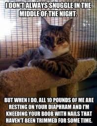 Cat Humor Cute Animals Cat Memes Cats