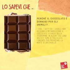 La cioccolata o il cioccolato. Lo Sapevi Che Cioccolato Alimenti Cioccolato Fondente