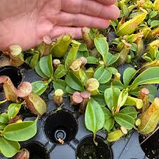 Image result for Nicolasia nitens