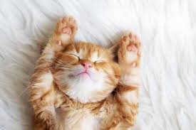 Wallpaper lucu gambar kucing comel. Terbaru 27 Foto Wallpaper Kucing Rona Wallpaper