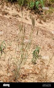 Image result for Dichanthium sericeum