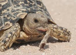 Image result for Hermannia quartiniana