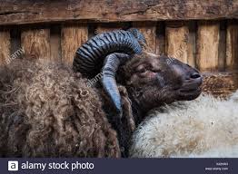 Brown Sheep High Resolution Stock Photography And Images Alamy