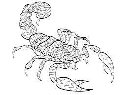 Free printable scorpion coloring pages for adults. Vector Coloring Scorpion For Adults Stock Vector Illustration Of Cartoon Beautiful 94053556