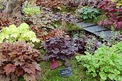 Image result for heuchera americana