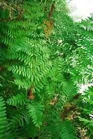 Image result for Asplenium rutifolium