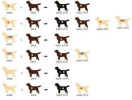 53 Precise Labrador Retriever Color Chart