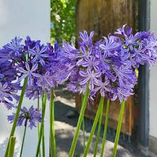 Image result for Agapanthus africanus