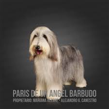 Bearded Collie Only Dogs