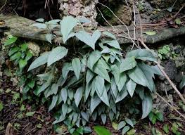 Types Of Pothos Plant Identification Guide Plants Pothos Plant Plant Identification