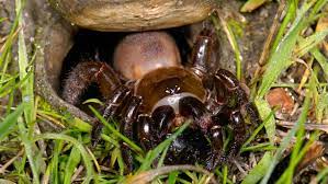The Ten Creepiest Spiders Of North America Cool Green Science