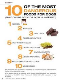 poisonous foods for dogs chart goldenacresdogs com