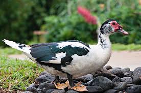 Muscovy Ducks Kauai July 2016 Muscovy Duck Birbs Animals