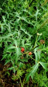 Image result for Vernonia amblyolepis