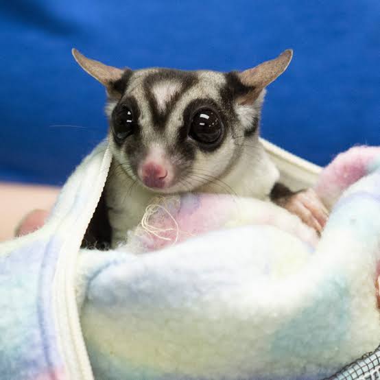 Sugar glider For Sale Online