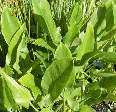 Check spelling or type a new query. Peltandra Virginalis